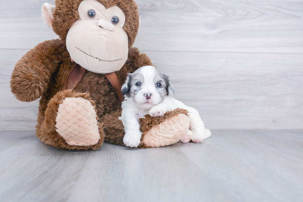 Adorable Shih Poo Poodle Mix Puppy