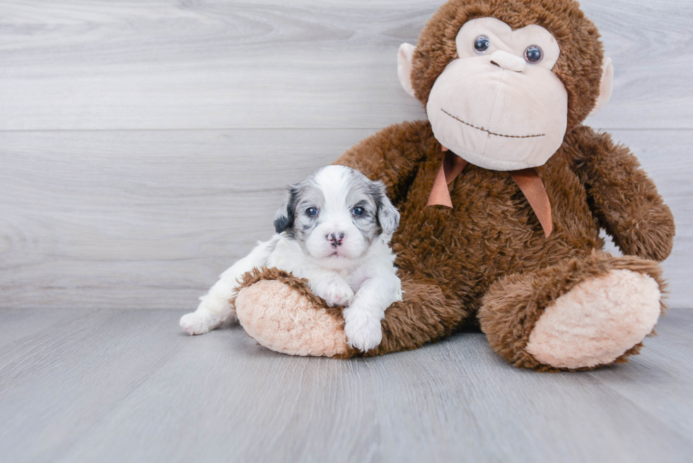 Shih Poo Puppy for Adoption