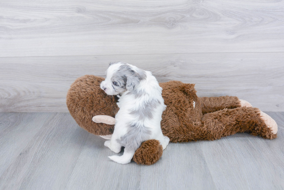 Smart Shih Poo Poodle Mix Pup