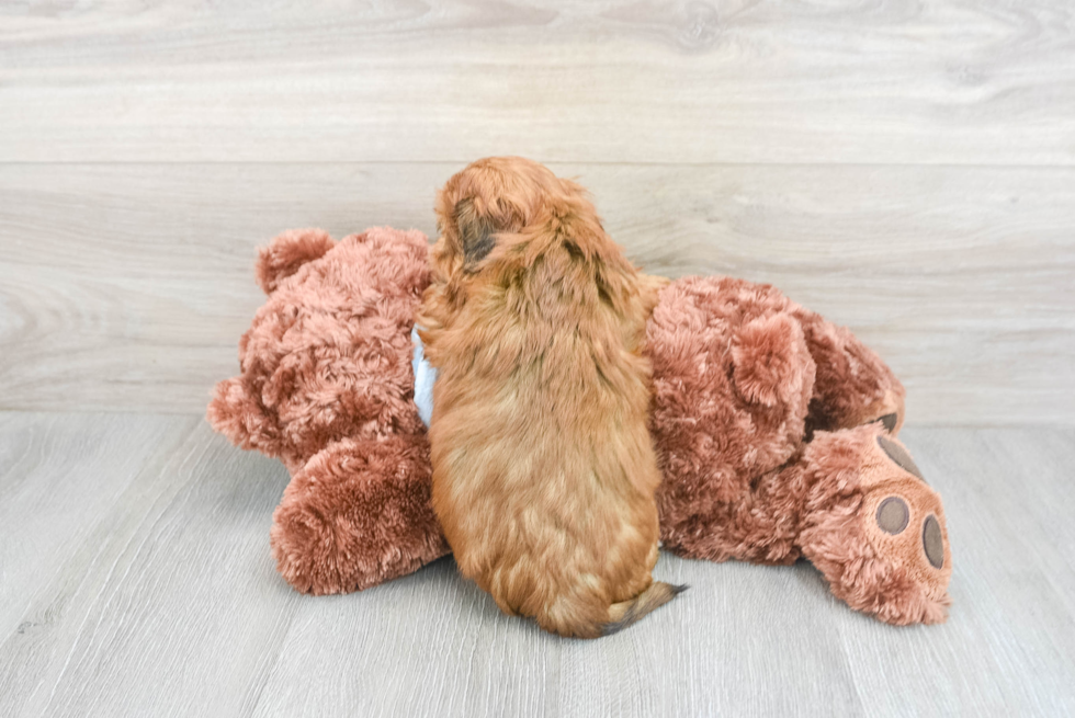 Shih Poo Puppy for Adoption