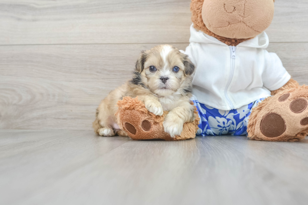 Playful Shihpoo Poodle Mix Puppy