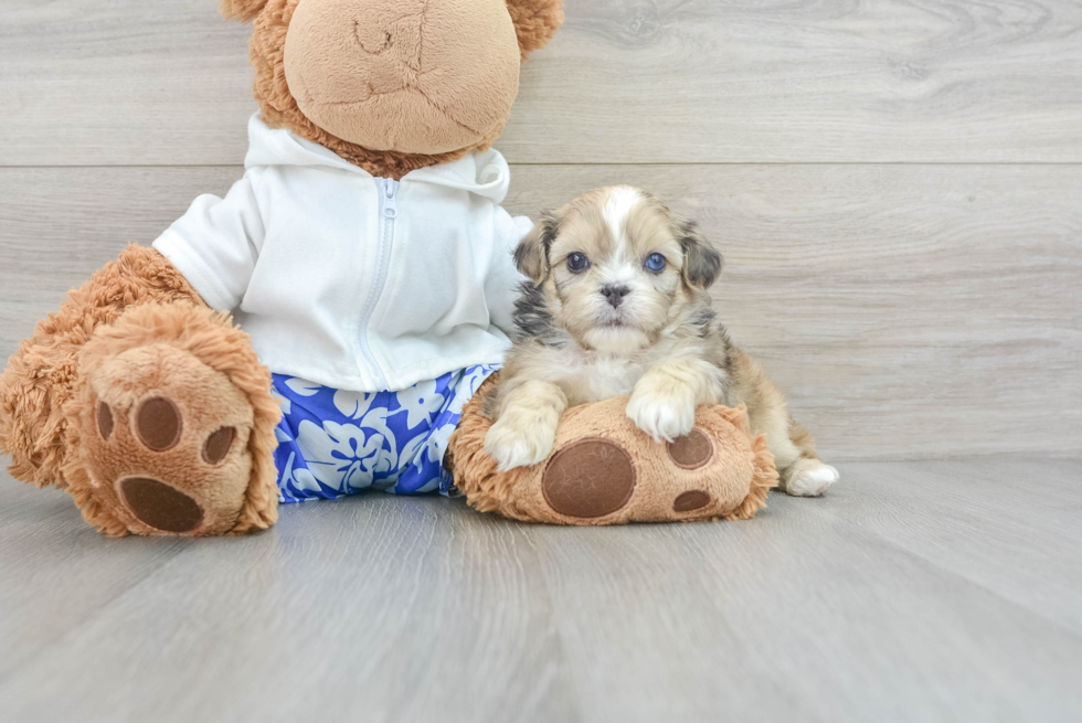 Friendly Shih Poo Baby