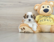 8 week old Shih Poo Puppy For Sale - Premier Pups