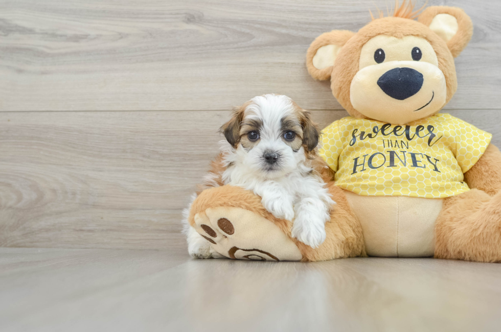 8 week old Shih Poo Puppy For Sale - Premier Pups