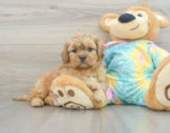 7 week old Shih Poo Puppy For Sale - Premier Pups