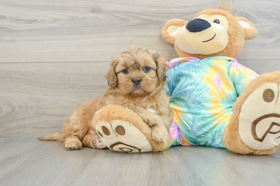 Smart Shih Poo Poodle Mix Pup