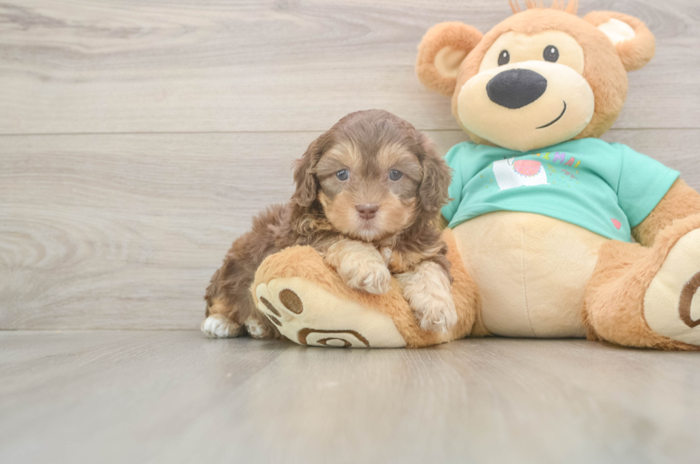 5 week old Shih Poo Puppy For Sale - Premier Pups