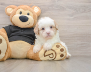 7 week old Shih Poo Puppy For Sale - Premier Pups