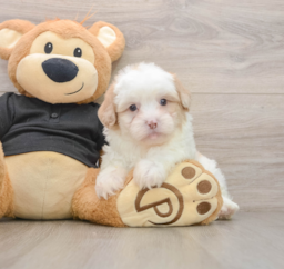 8 week old Shih Poo Puppy For Sale - Premier Pups