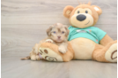 Adorable Shihpoo Poodle Mix Puppy