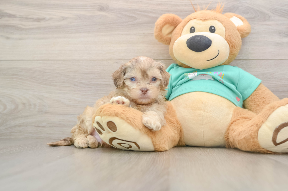 Adorable Shihpoo Poodle Mix Puppy
