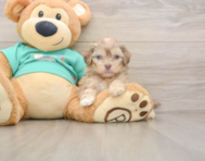 8 week old Shih Poo Puppy For Sale - Premier Pups
