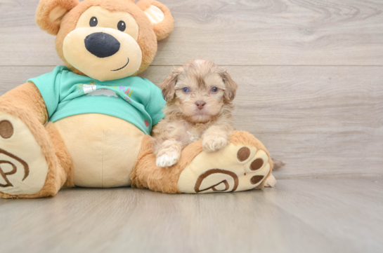 Little Shih Poo Poodle Mix Puppy