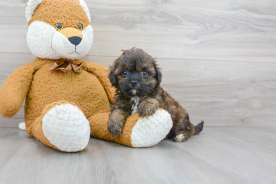 Shih Poo Pup Being Cute