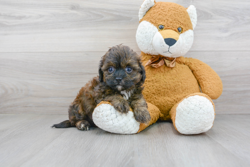 Best Shih Poo Baby