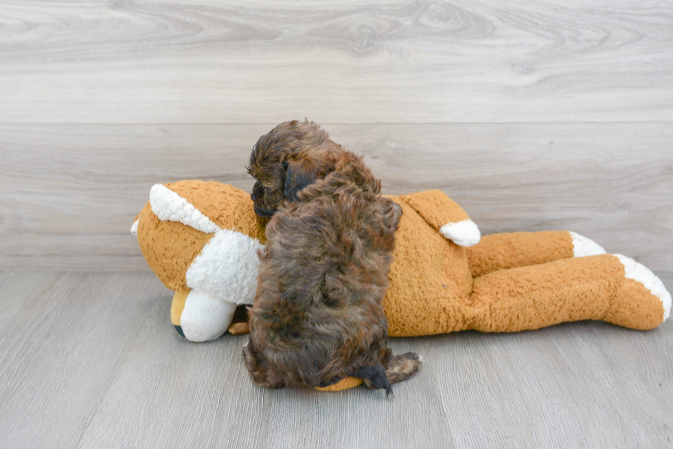 Friendly Shih Poo Baby