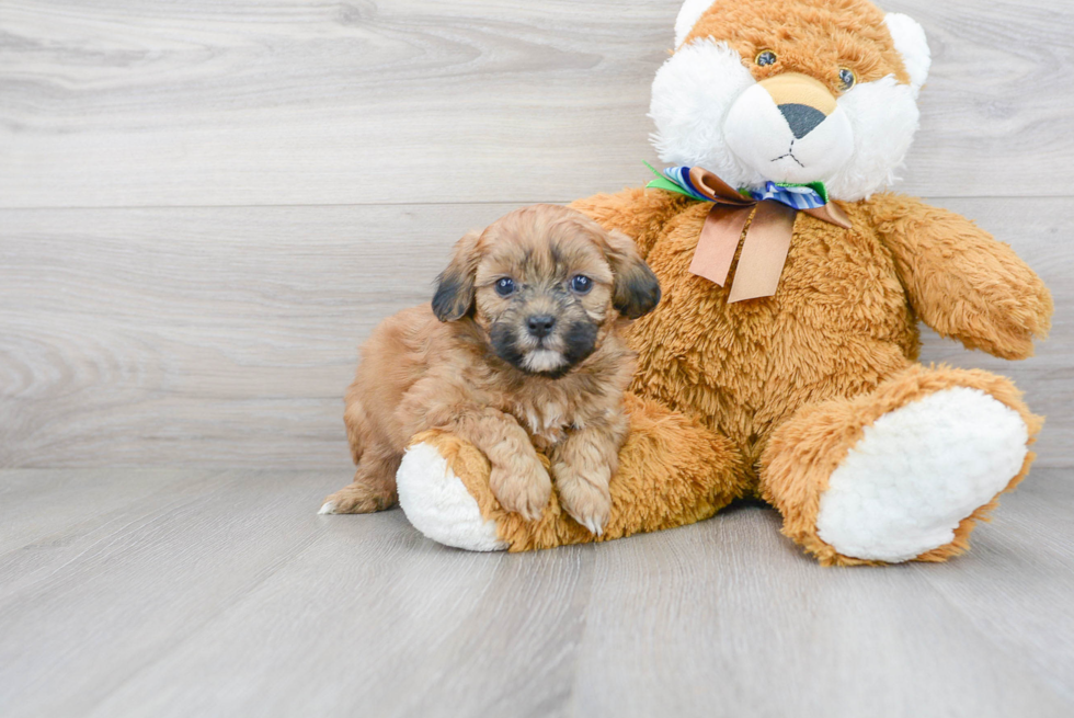 Popular Shih Poo Poodle Mix Pup