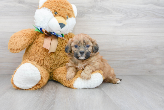 Best Shih Poo Baby