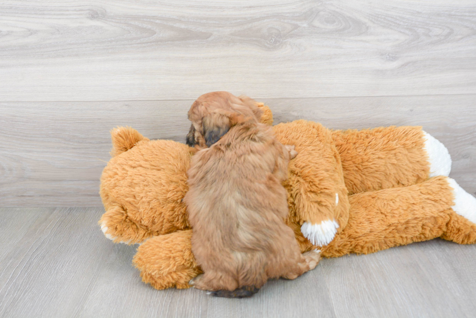 Best Shih Poo Baby