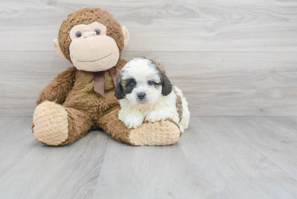 Shih Poo Pup Being Cute