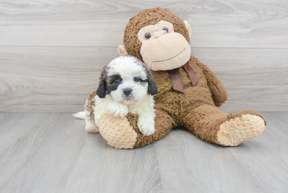 Little Shihpoo Poodle Mix Puppy