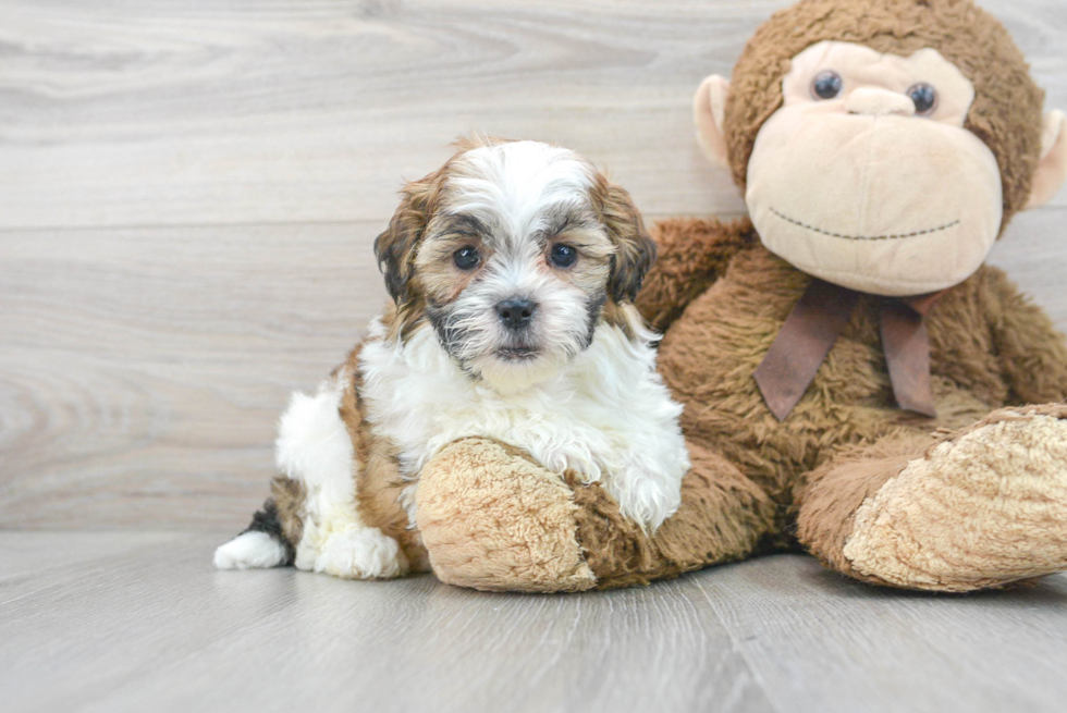 Petite Shih Poo Poodle Mix Pup