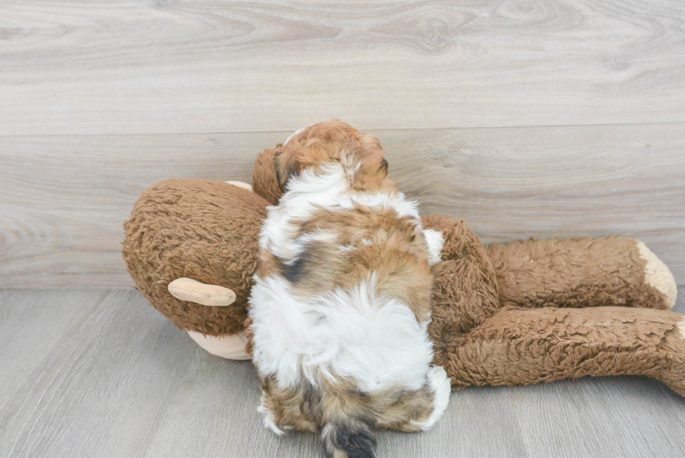 Adorable Shih Poo Poodle Mix Puppy