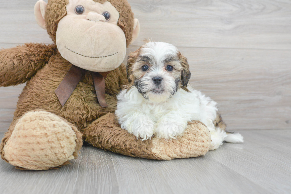 Small Shih Poo Baby