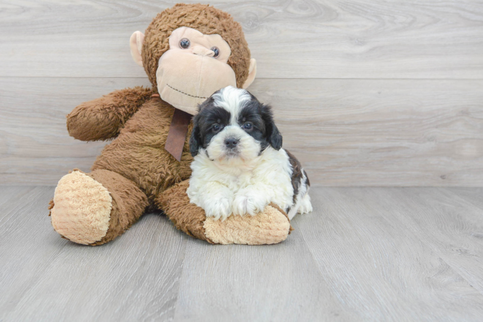 Shih Poo Puppy for Adoption