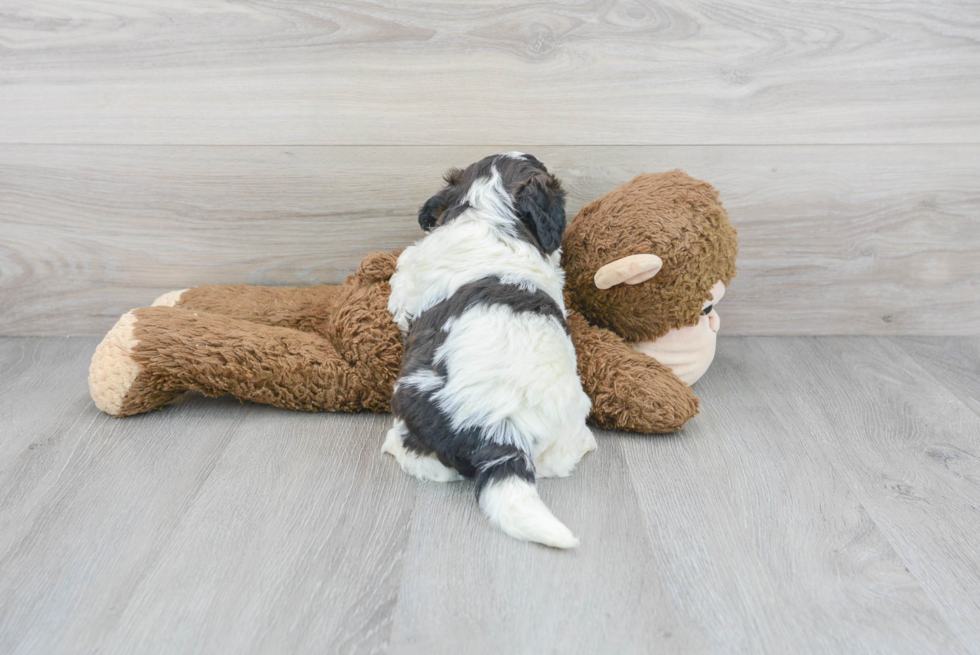 Cute Shih Poo Poodle Mix Pup