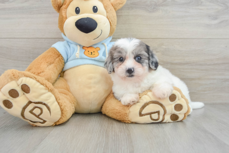 Popular Shih Poo Poodle Mix Pup