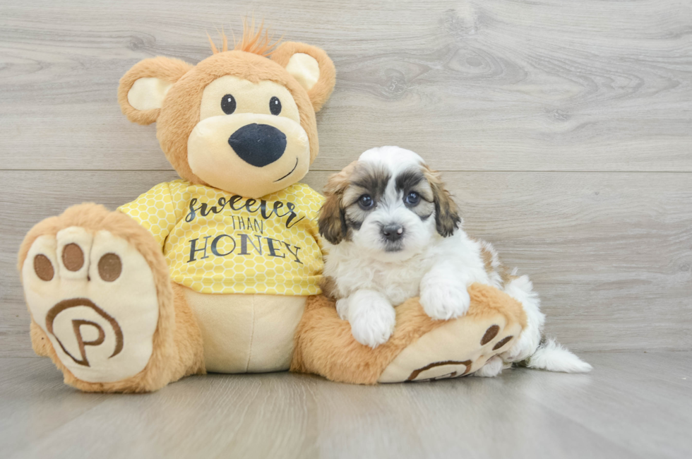 8 week old Shih Poo Puppy For Sale - Premier Pups