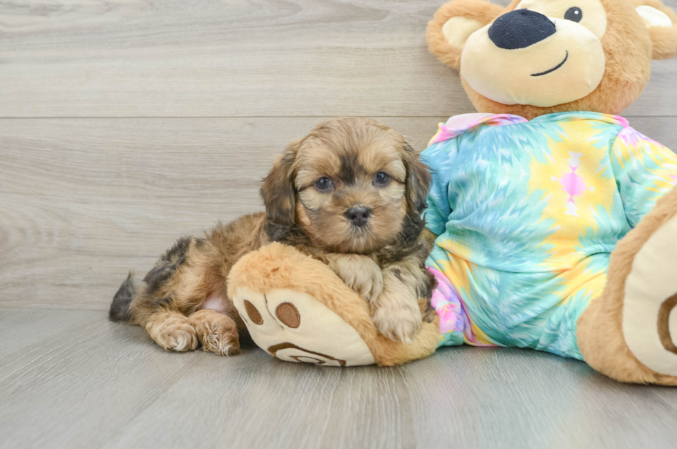 6 week old Shih Poo Puppy For Sale - Premier Pups