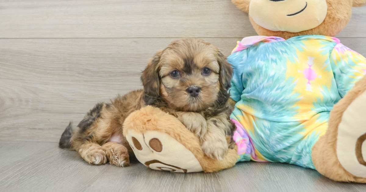 Little Shih Poo Emersyn: 5lb 5oz Doodle Puppy