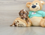7 week old Shih Poo Puppy For Sale - Premier Pups