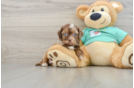 Funny Shih Poo Poodle Mix Pup