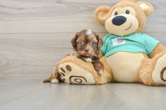 Funny Shih Poo Poodle Mix Pup
