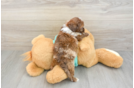 Cute Shih Poo Baby