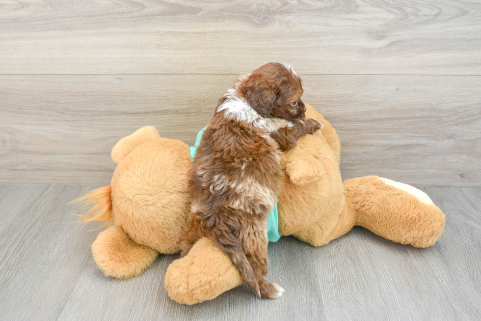 Cute Shih Poo Baby