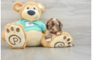 Happy Shih Poo Baby