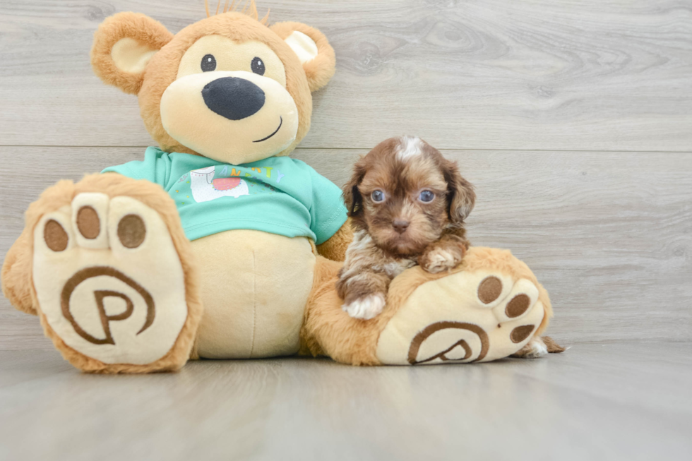 Happy Shih Poo Baby