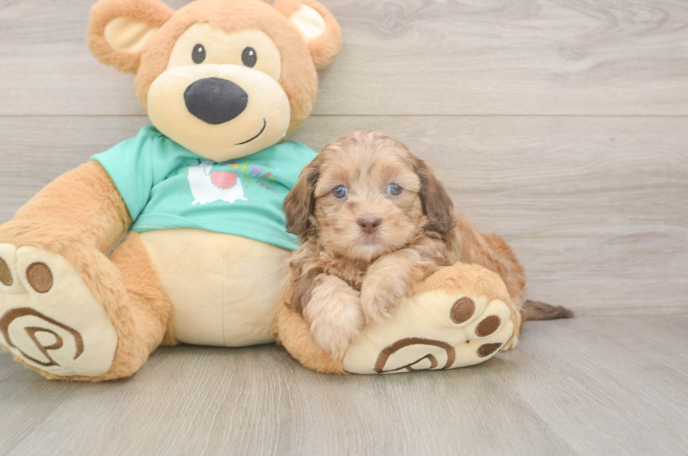 5 week old Shih Poo Puppy For Sale - Premier Pups
