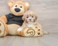 7 week old Shih Poo Puppy For Sale - Premier Pups