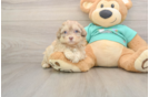 Shih Poo Puppy for Adoption