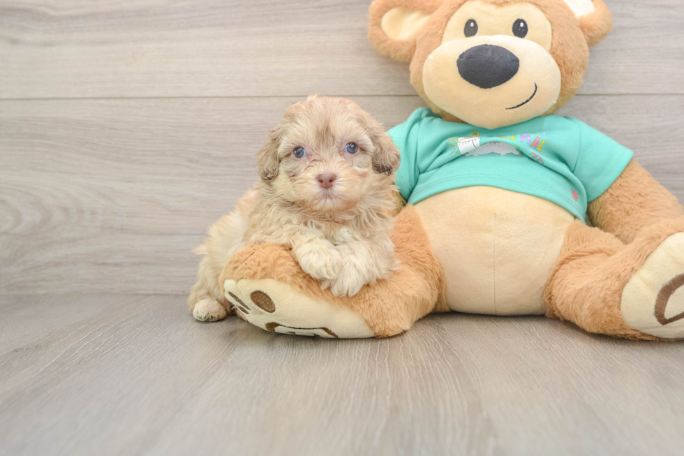 Shih Poo Puppy for Adoption