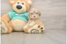 Little Shihpoo Poodle Mix Puppy