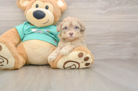 Little Shihpoo Poodle Mix Puppy