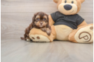 Little Shihpoo Poodle Mix Puppy