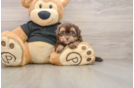 Happy Shih Poo Baby