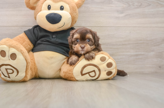 Happy Shih Poo Baby